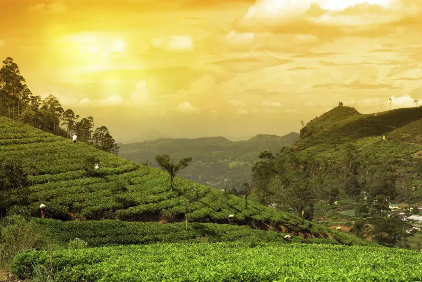 Assam tea garden