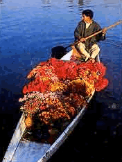 india travel guide-jammu and kashmir