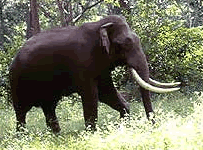 Nagarhole national park in karnataka