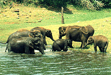 Periyar wildlife Sanctuary at Thekkady