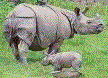 Kaziranga national park in assam