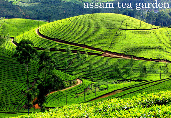 assam tea garden