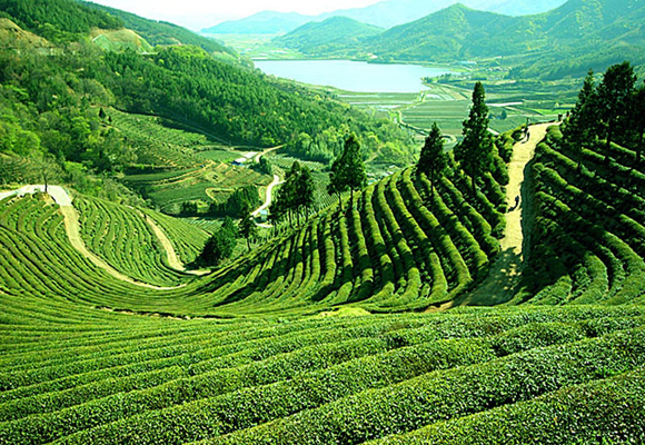 Travel Assam