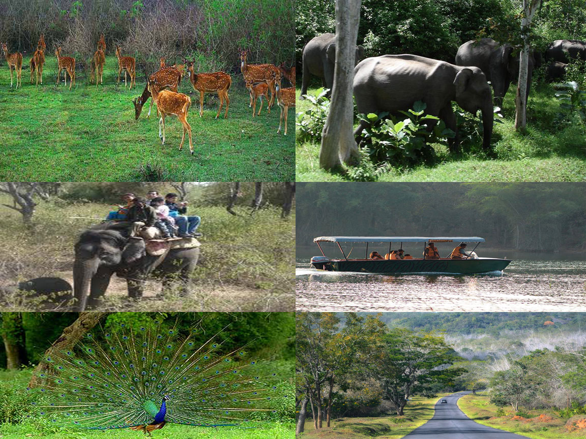 Bandipur National Park | animals, tours, tiger, map | single horned  rhinoceros