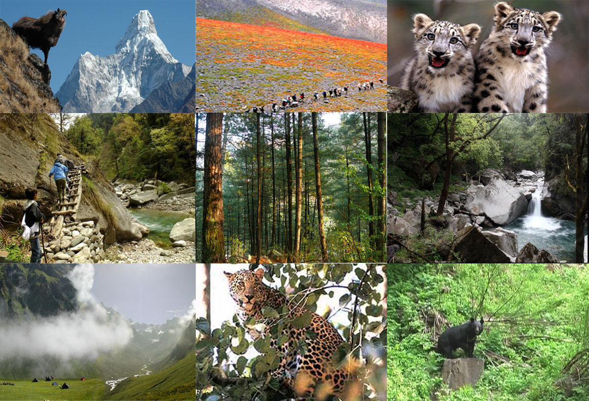 The Great Himalayan National Park | animals, tours, tiger, map | single horned rhinoceros The Great Himalayan National Park | animals, tours, tiger, map | single horned rhinoceros