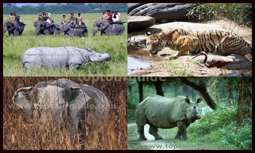 kaziranga national park | animals, tours, tiger, map | single horned  rhinoceros