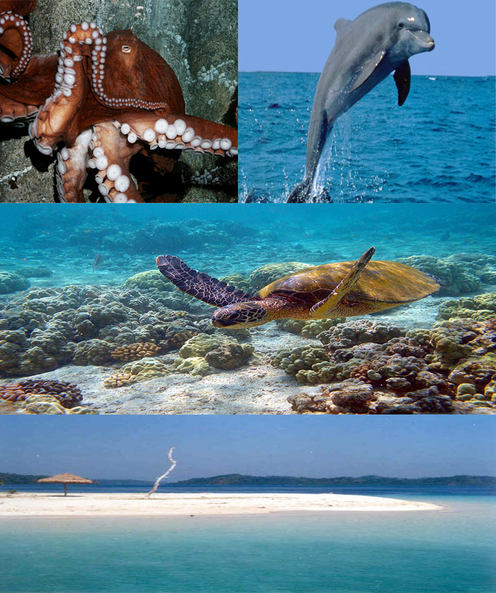 Marine animals Marine animals