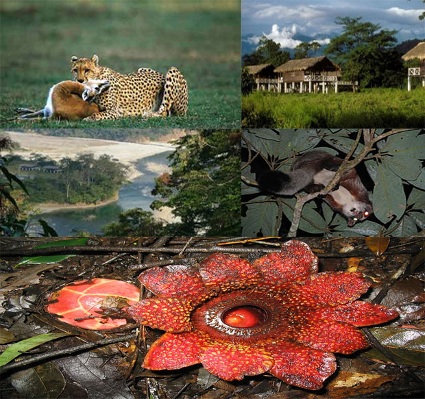 Namdapha National Park | animals, tours, tiger, map | single horned  rhinoceros