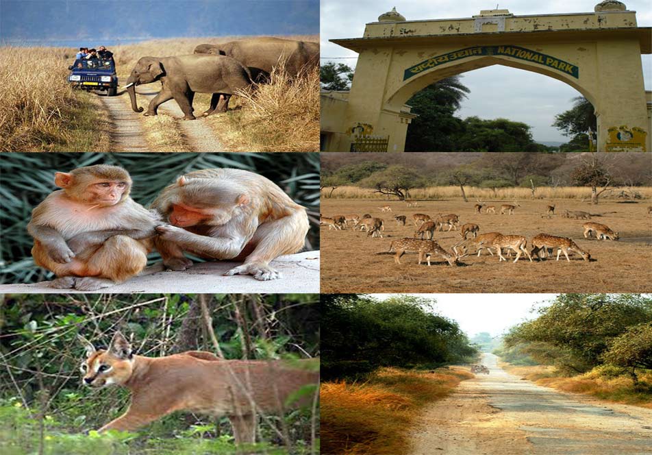 simlipal animals
