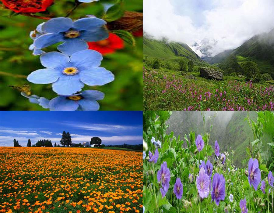 Valley of Flowers 