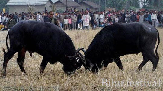 Bihu festival